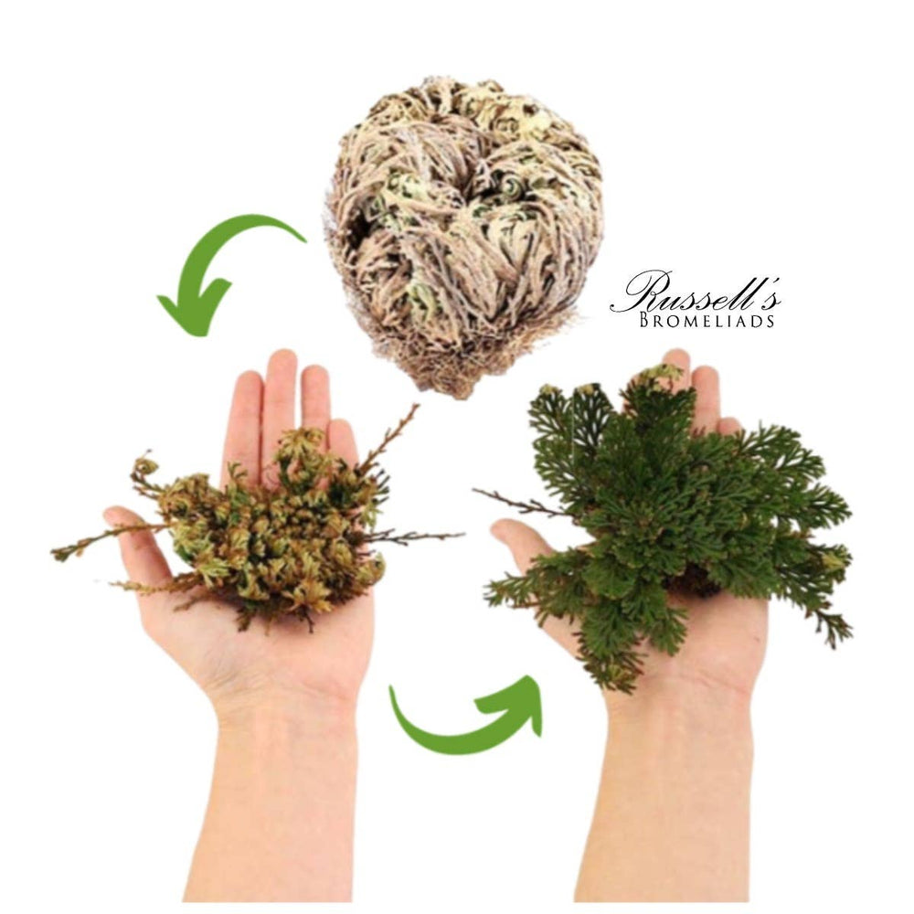 Resurrection Plant - Rose of Jericho