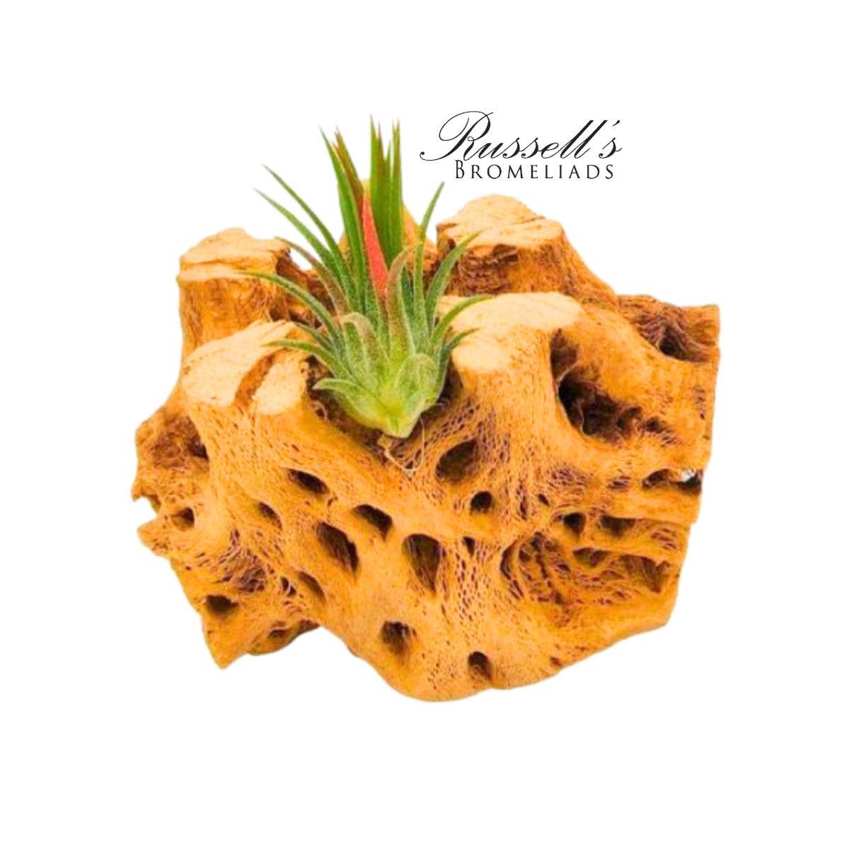 
                  
                    Air Plant Selections
                  
                