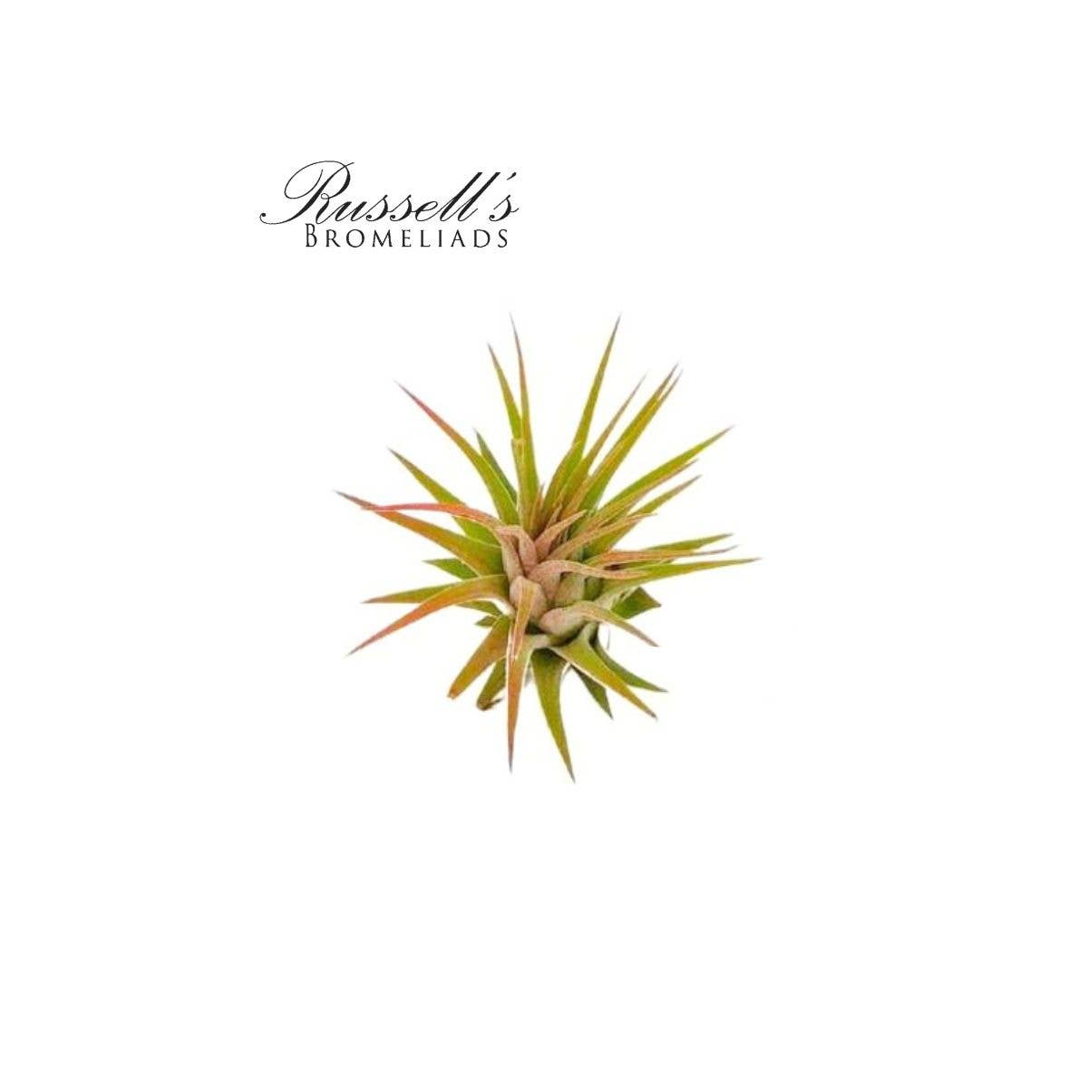 
                  
                    Air Plant Selections
                  
                