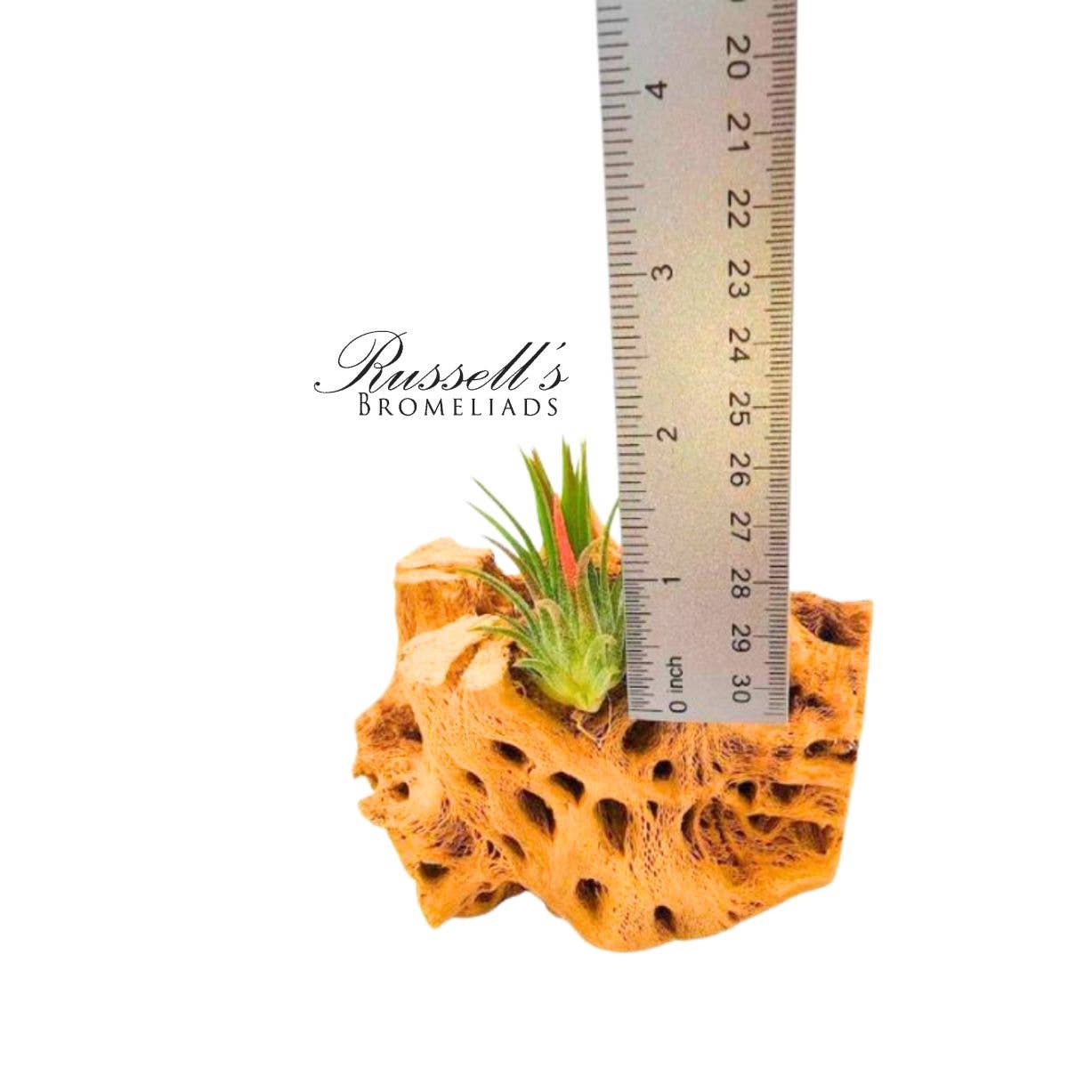 
                  
                    Air Plant Selections
                  
                