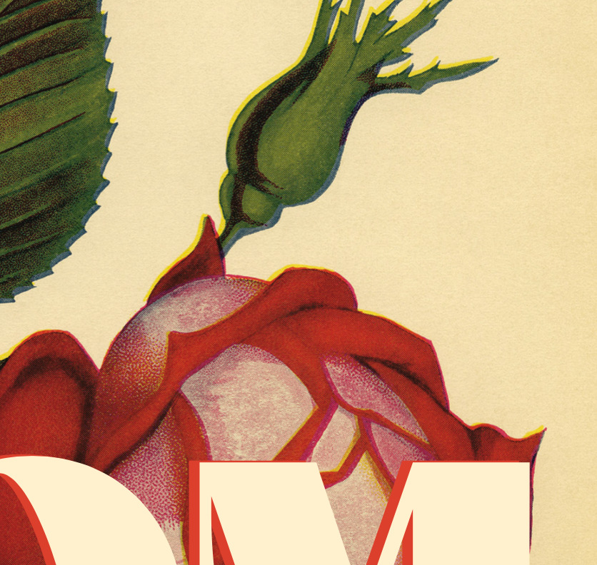 
                  
                    Mom Thanks Rose Greeting Card
                  
                