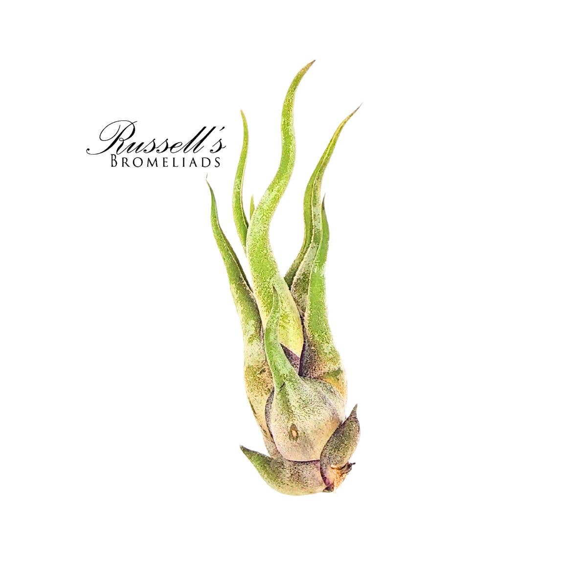 
                  
                    Air Plant Selections
                  
                