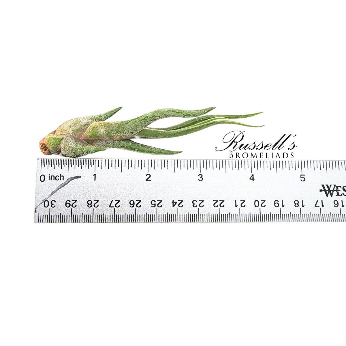 
                  
                    Air Plant Selections
                  
                
