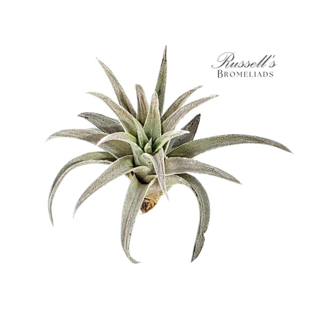 
                  
                    Air Plant Selections
                  
                