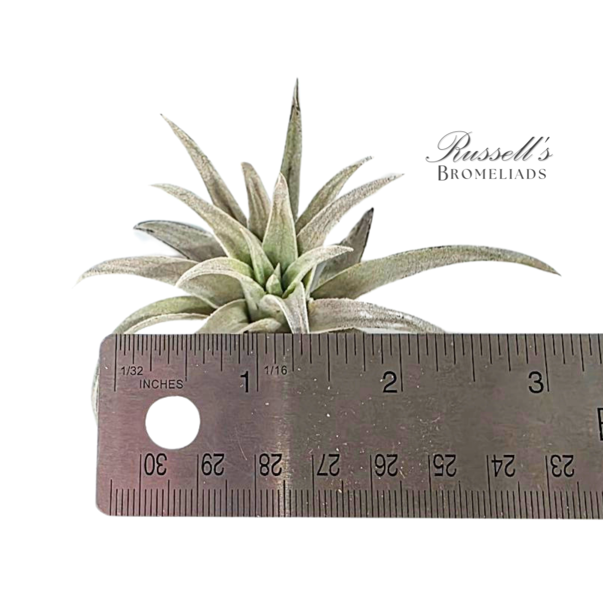 
                  
                    Air Plant Selections
                  
                