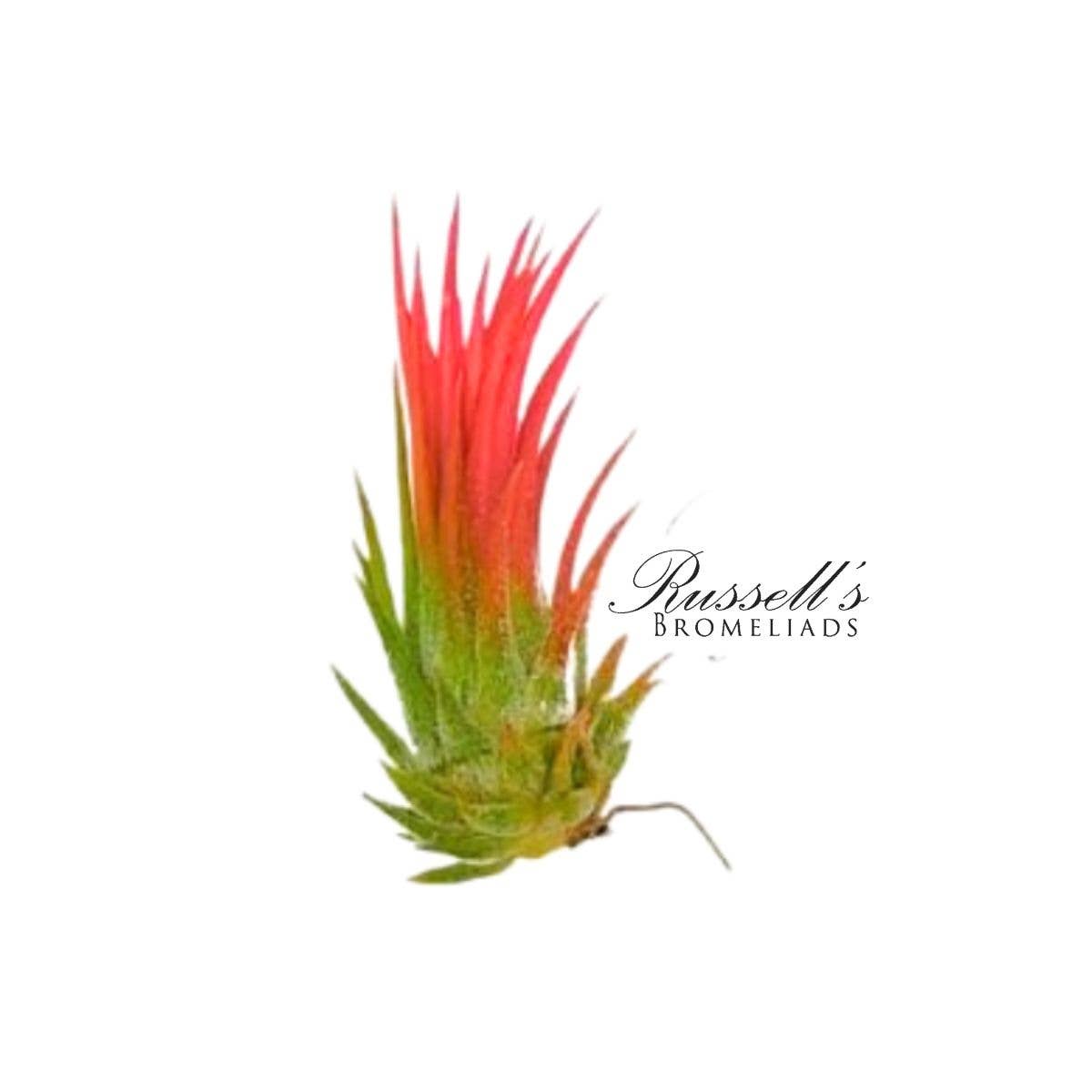 
                  
                    Air Plant Selections
                  
                