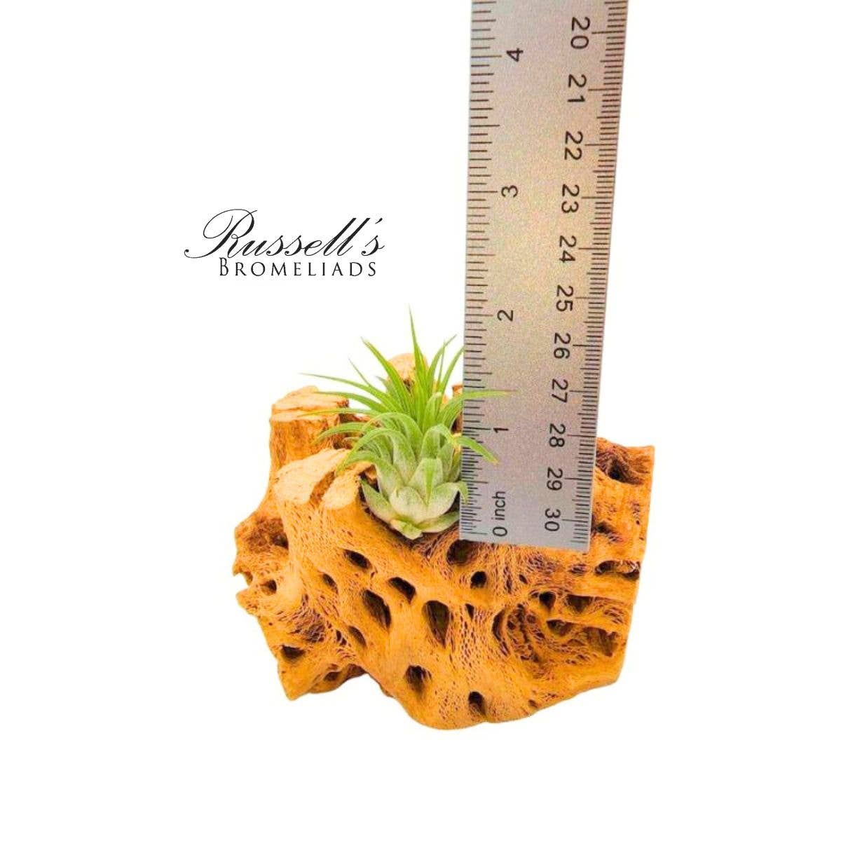 
                  
                    Air Plant Selections
                  
                