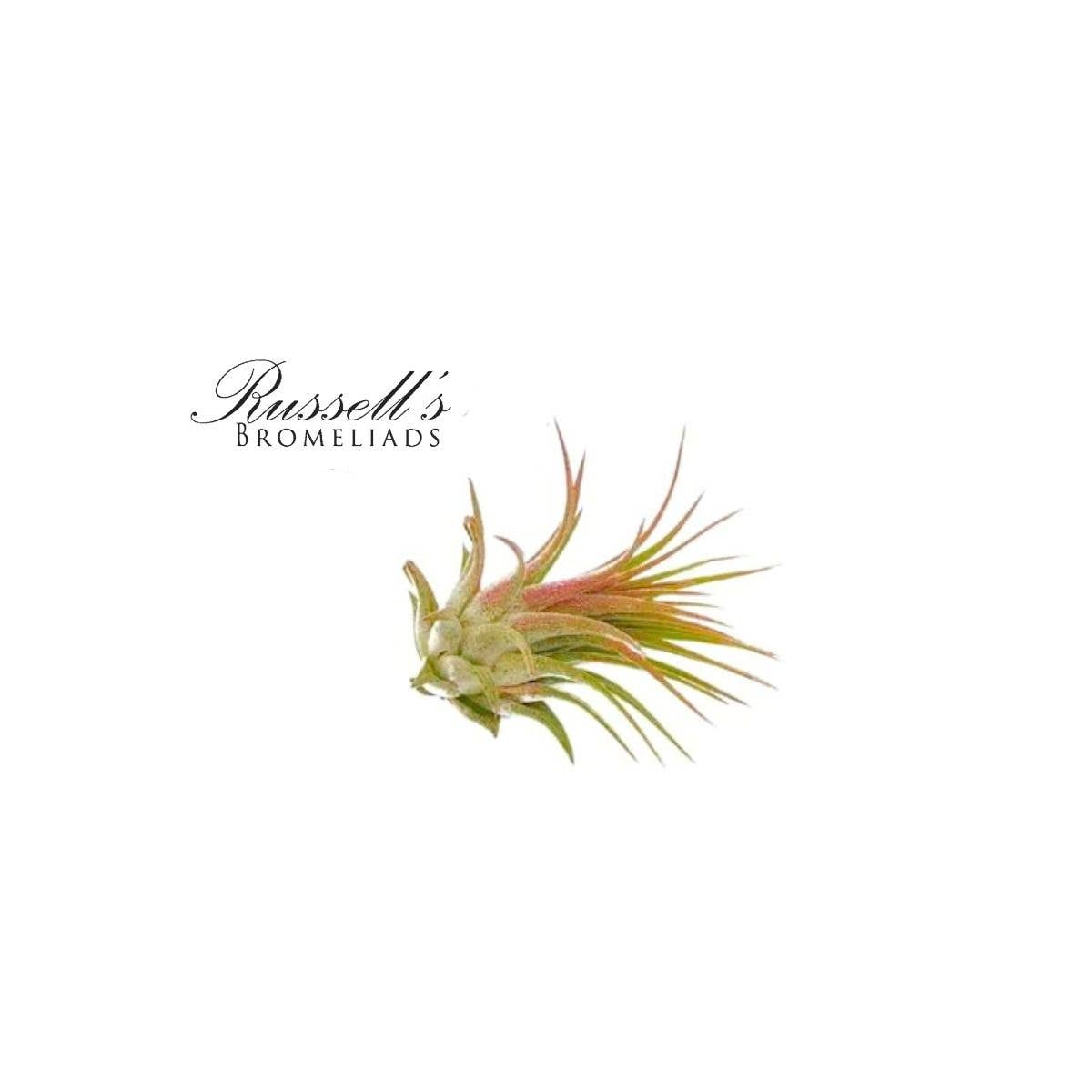 
                  
                    Air Plant Selections
                  
                