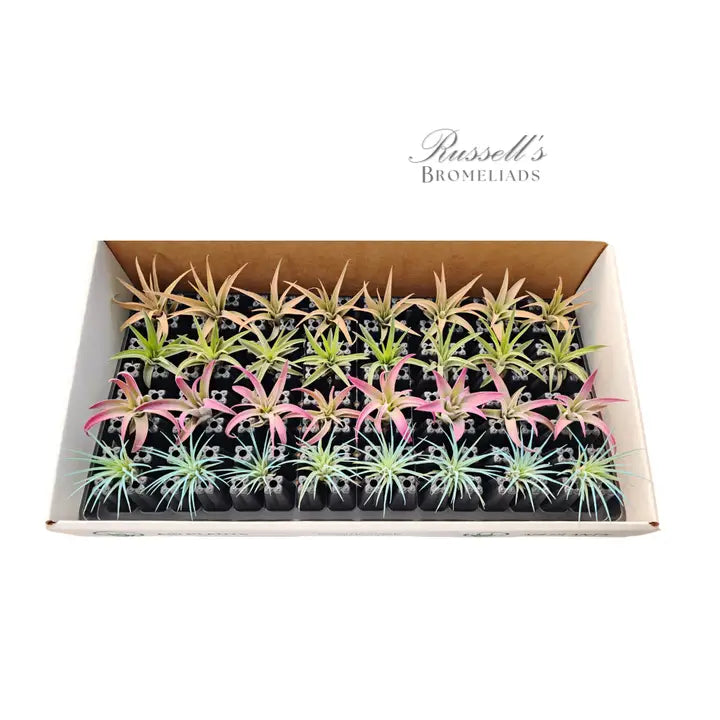 
                  
                    Air Plant Selections
                  
                