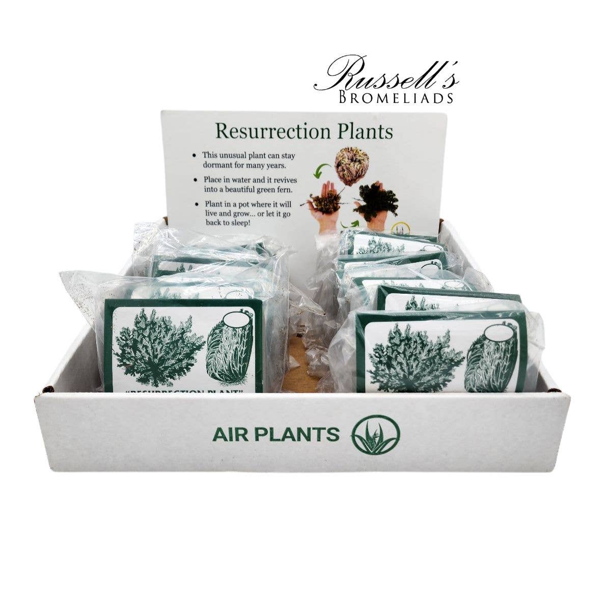 
                  
                    Resurrection Plant - Rose of Jericho
                  
                