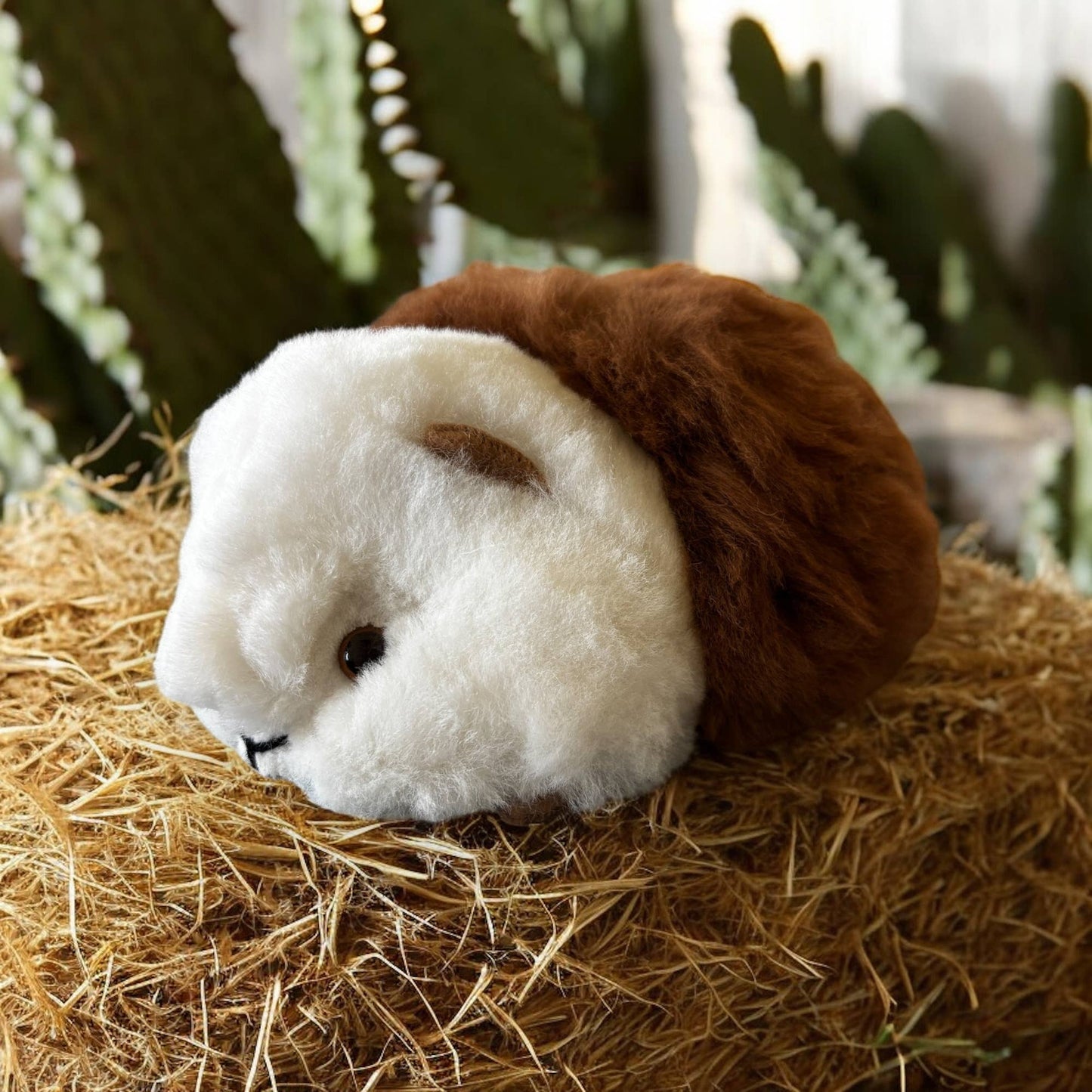 
                  
                    The Floofiest Guinea Pig of Alpaca Wool
                  
                