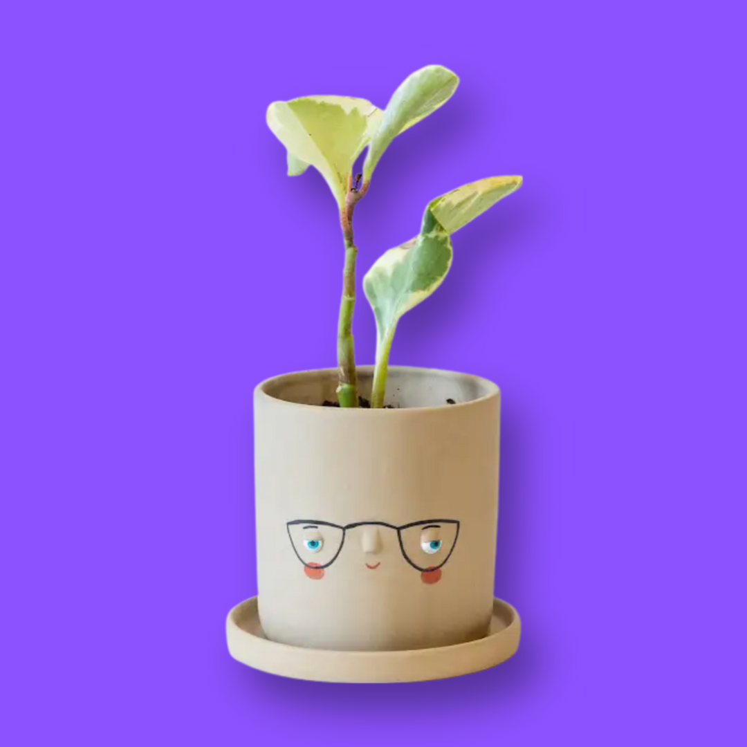 Faceplanter with Glasses – Bowerbird