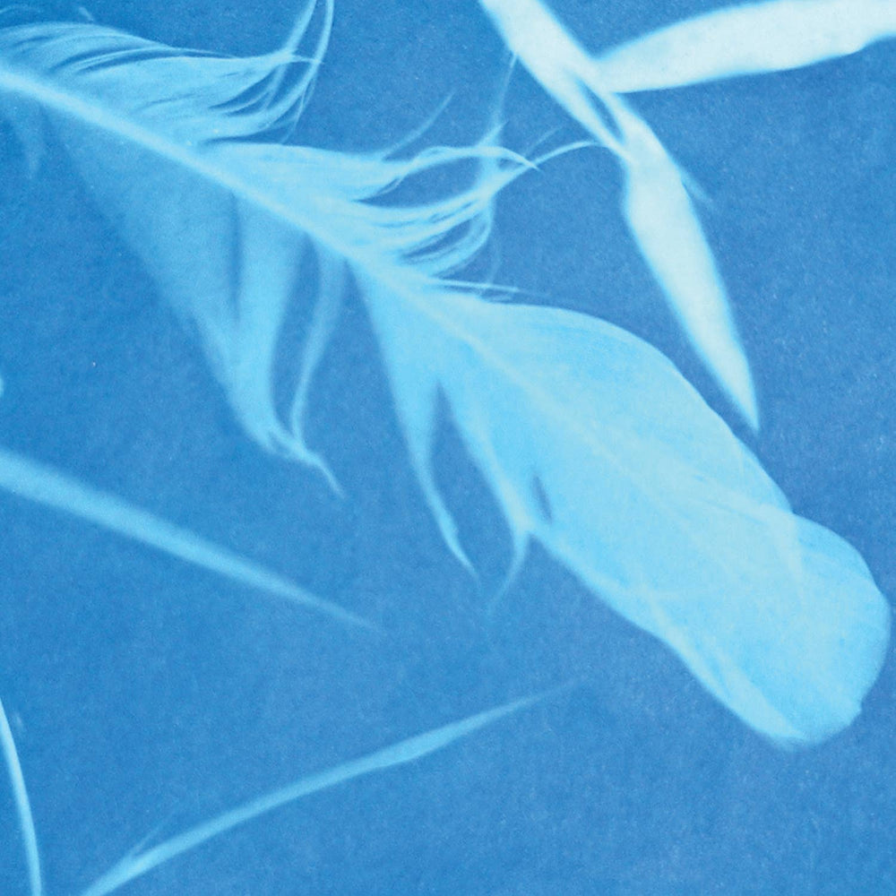 Sunprint cyanotype paper example, with beautiful features printed onto blue cyanotype