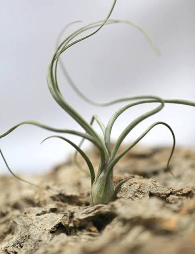 
                  
                    Air Plant Selections
                  
                